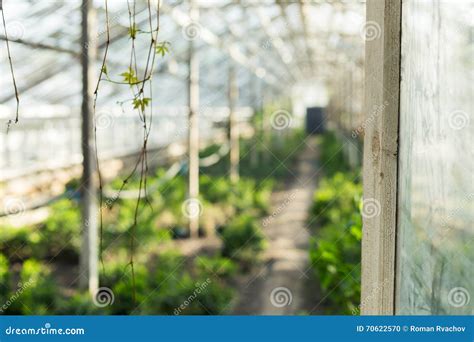 Growing Plants in the Old Greenhouse. Stock Photo - Image of hotbed, botanical: 70622570