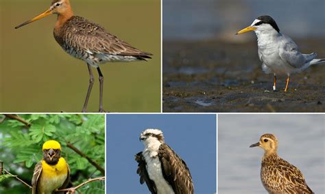 World Migratory Bird Day: 5 Exotic Winged Guests of Kerala