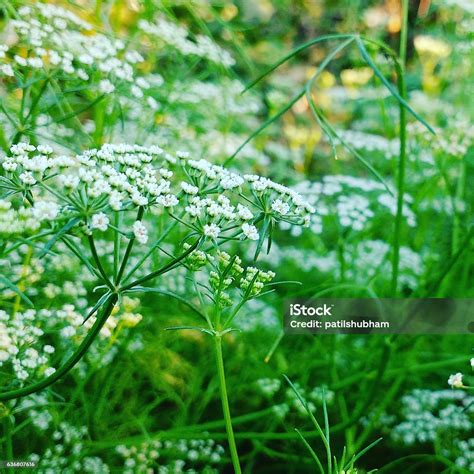 White Flowers Of Ajowan Plant Stock Photo - Download Image Now - Flower, Grass, Lush Foliage ...