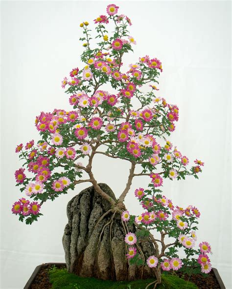 Chrysanthemum Bonsai at a (chrysanthemum) festival in Tokyo, Japan. : r ...