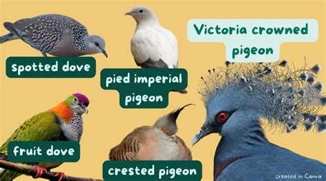 What’s the difference between a pigeon and a dove? – Mongabay Kids