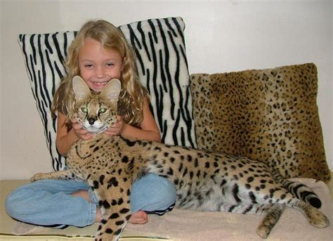 Pets: Savannah cat - Cat breeds-