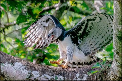 Harpy Eagle (Harpia Harpyja) | Focusing on Wildlife