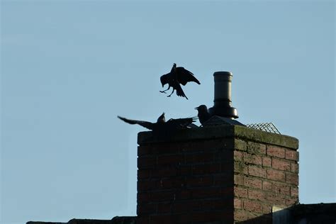 Jackdaw nesting season poses a risk to chimneys