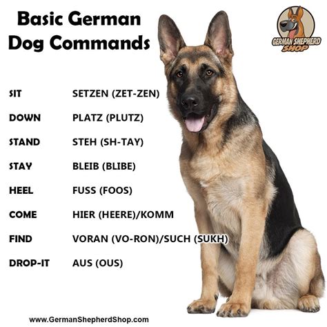 How Do You Train A German Shepherd Basic Commands