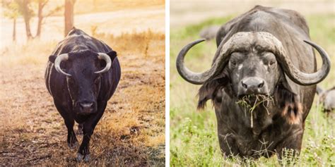 Bull vs. Buffalo: Differences & Comparisons | Farming Base