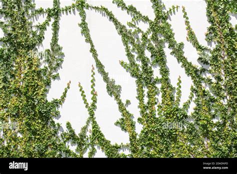 Ficus pumila climbing on white wall Stock Photo - Alamy