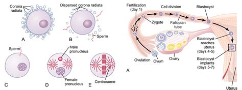 Maturation and Fertilization of the Ovum