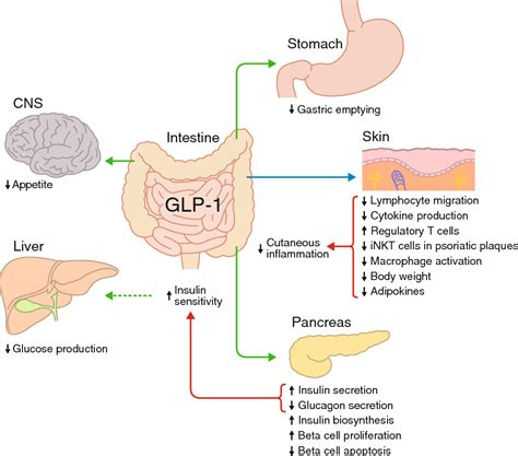 Glucagon Like Peptide 1 Receptor Agonist List