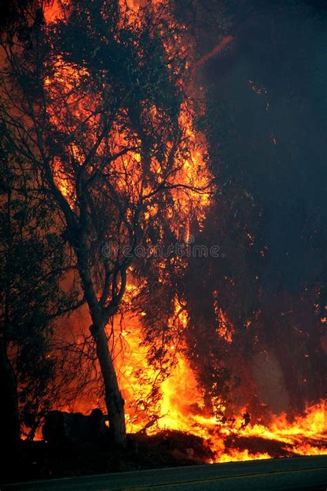 Eucalyptus Trees On Fire Royalty Free Stock Photo - Image: 3182035