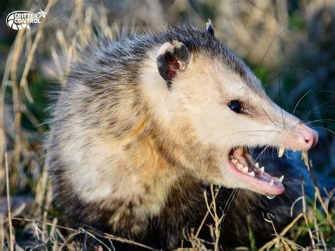 10 Opossum Facts You Didn't Know | Critter Control Of Lake County