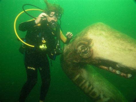 This huge metal Lake-monster (Ogopogo) statue sunk in my hometown : r ...