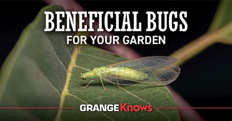 Beneficial Bugs for Your Garden - Grange Co-op