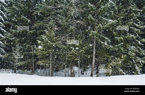 Snow falling on trees Stock Photo - Alamy