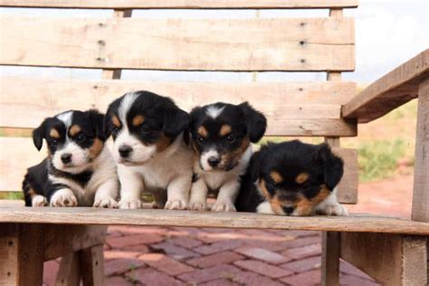 Corgipoo Puppies - They Will Melt Your Heart | Cultured Palate