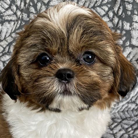 Shih-Tzu Puppy for Sale - Heavenly Puppies