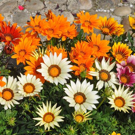 Gazania Seeds - Gazania Treasure Flower Ground Cover Seeds