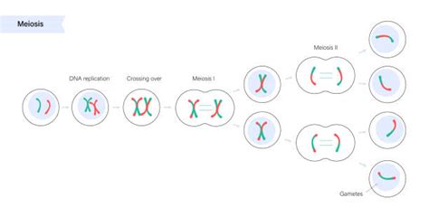 Simple Mitosis Phases Labeled