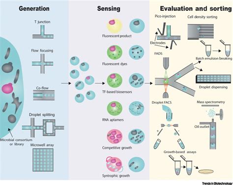 Microdroplet-Assisted Screening of Biomolecule Production for Metabolic Engineering Applications ...