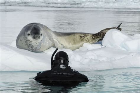 Foca-leopardo se apaixona por fotógrafo e começa a trazer pinguins pra ...