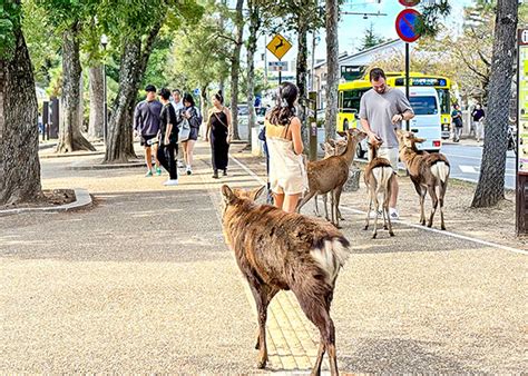 Nara Park Photos, Large Park & Deer, Nara