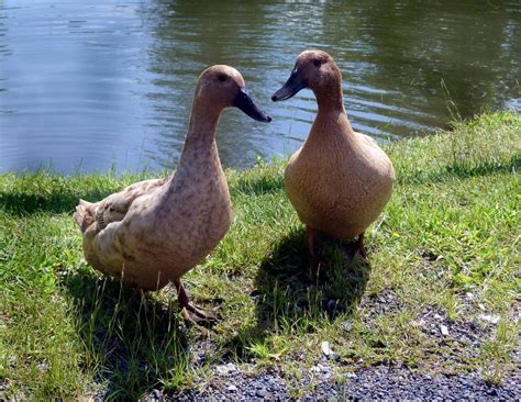 Duck Breeds: 14 Breeds YOU Could Own and Their Facts at a Glance