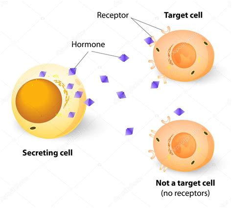 Hormones, receptors and target Cells — Stock Vector © edesignua #43949335