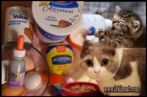 How To Make Kitten Formula Recipe Easy - irkincat.com