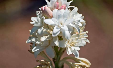 Tuberose Flower Bulbs (10-Count) | Groupon