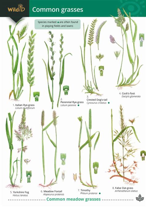 Grasses guide – Field Studies Council