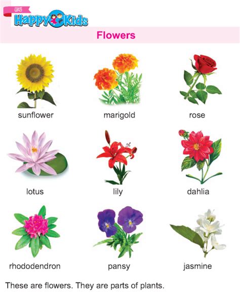 Kindergarten Science flowers http://preschool.wordzila.com/ukg-science-flowers/ | Flowers ...