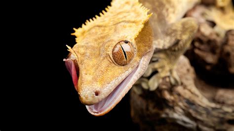 Geckos Lick But We Don't — Dry Eye - Bright Eyes Optometry New Rochelle, NY