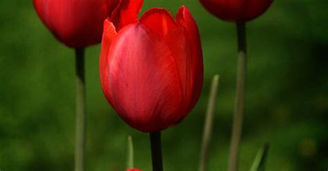 What Is the Meaning of Pink Tulips? | eHow UK