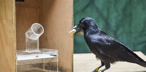 New Caledonian crows are famous for using tools to reach a reward. Now ...