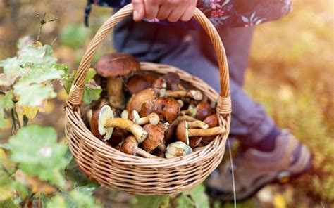 A beginner’s guide to safe wild mushroom foraging