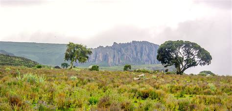 Wildlife - Link Ethiopia