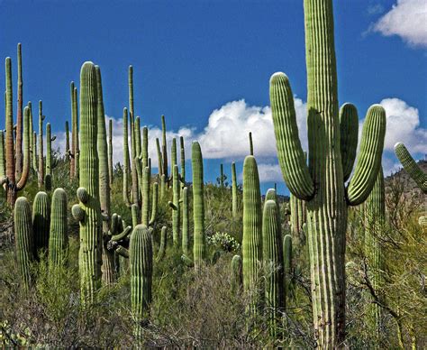 Cactus Field Photograph by Lon Dittrick - Pixels