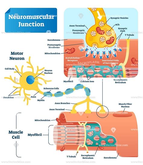 Neuromuscular junction biological vector illustration infographic educational diagram ...