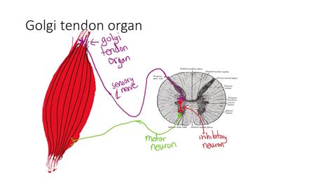 Golgi Tendon Organ