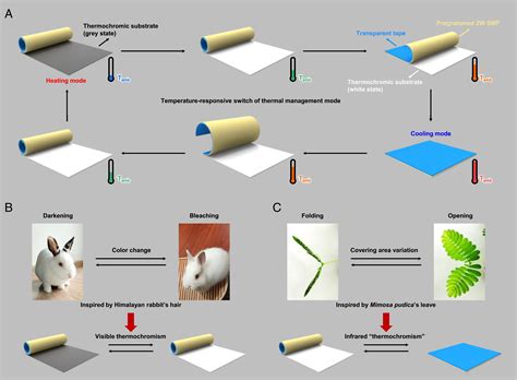 Bioinspired zero-energy thermal-management device based on visible and infrared thermochromism ...