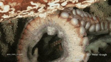 Giant Pacific octopus eggs hatching: Octopuses typically have a single ...