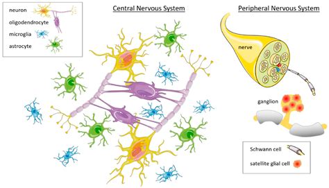 Glial Cell Structure