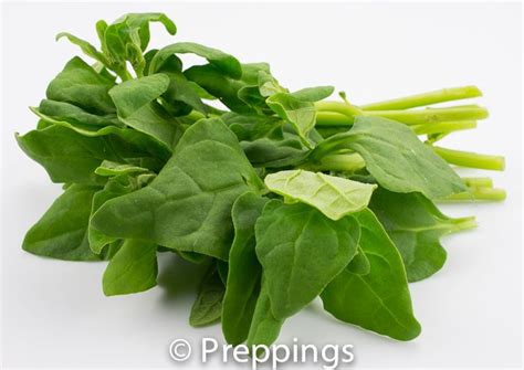 New Zealand Spinach / Sea Spinach / Tetragon / Warrigal Greens :: Search by flavors, find ...