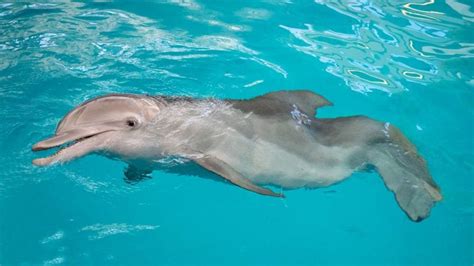 Winter the Dolphin - Clearwater Marine Aquarium