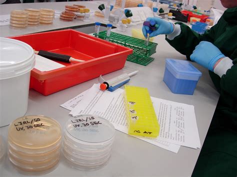 Biology 253 Lab | A petri dish stack with Stu working with a… | Flickr