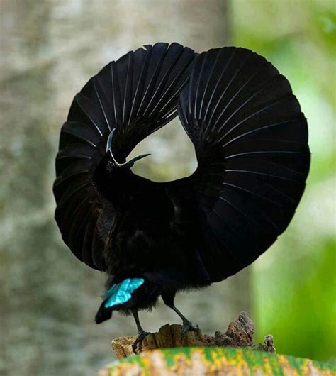 Bird of Paradise ~j | Beautiful birds, Exotic birds, Birds of paradise