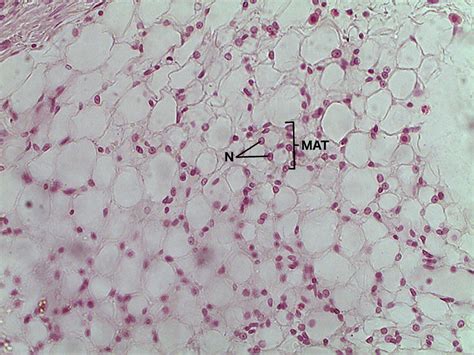 Lab 3 Connective tissue | Histology