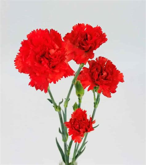 CARNATION MINI RED - Wholesale Bulk Flowers - Cascade Floral