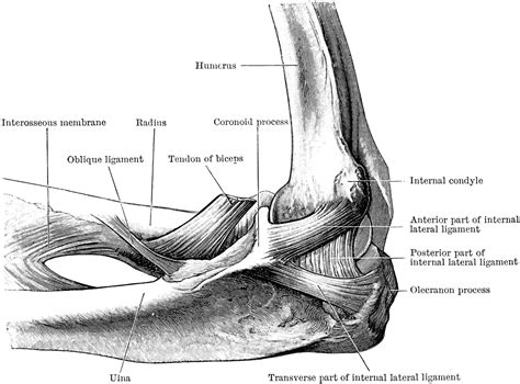 Elbow Joint Diagram