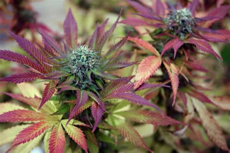 Do Pink Weed Strains Exist? | Wikileaf